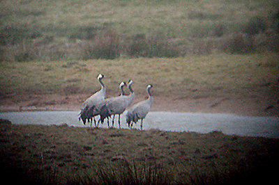 COMMON CRANE . EXMINSTER MARSH . DEVON . 7 . 2 . 2006