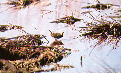SORA RAIL . THE SALTON SEA . CALIFORNIA . USA . 22 . 11 . 2004