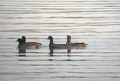  AMERICAN COOT . LAKE CAHUILLA , LA QUINTA , CALIFORNIA , USA . 10 , 11 , 2004