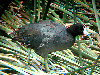 AMERICAN COOT . THE COALCHELLA BIRD RESERVE . INDIO . CALIFORNIA . USA . 25 . 7 . 2009