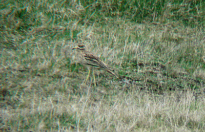 EURASIAN THICK-KNEE , HAXTON DOWN , SALISBURY PLAIN , WILTSHIRE , 12 , 4 , 2009