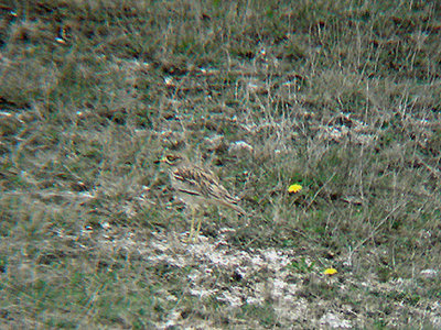 EURASIAN THICK-KNEE . HAXTON DOWN . SALISBURY PLAIN . WILTSHIRE . 12 . 4 . 2009