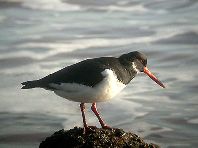  OYSTERCATCHER . DAWLISH WARREN . DEVON . 12 . 1 . 2005