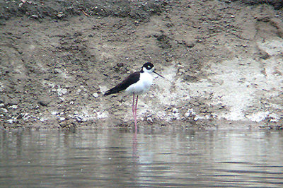 BLACK NECKED STILT , THE COACHELLA WILD BIRD CENTER , INDIO , CALIFORNIA , USA . 21 , 11 , 2004