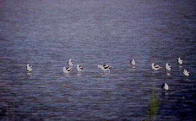 AMERICAN AVOCET , THE SALTON SEA , CALIFORNIA , USA . 27 , 11 , 2004