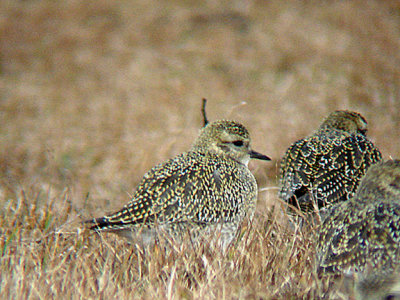GOLDEN PLOVER . MOLLAND COMMON . DEVON . ENGLAND . 17 . 10 . 2007