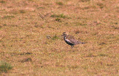GOLDEN PLOVER . EXMINSTER MARSH . DEVON . ENGLAND . 13 . 3 . 2013
