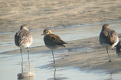 PACIFIC GOLDEN PLOVER . THE TIJUANA SLOUGH . CALIFORNIA . USA . 18 . 11 . 2004