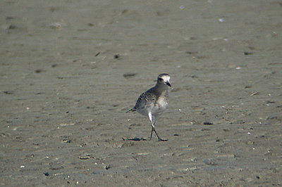  AMERICAN GOLDEN PLOVER . THE SALTON SEA . CALIFORNIA . USA . 22 . 11 . 2004