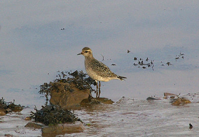 AMERICAN GOLDEN PLOVER . THE EXE ESTUARY . DEVON . 27 . 10 . 2010