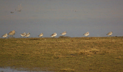 GREY PLOVER . EXMINSTER MARSH . DEVON . 27 . 3 . 2013