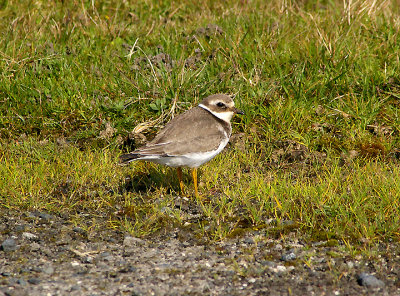  RINGED PLOVER . DAVIDSTOW AIRPORT . CORNWALL . 16 . 9 . 2009