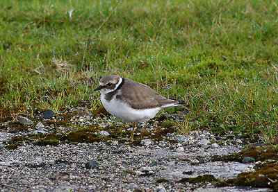 RINGED PLOVER . DAVIDSTOW AIRPORT . CORNWALL . 8 . 9 . 2010