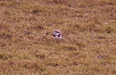 LITTLE RINGED PLOVER . EXMINSTER MARSH . DEVON . 27 . 3 . 2013