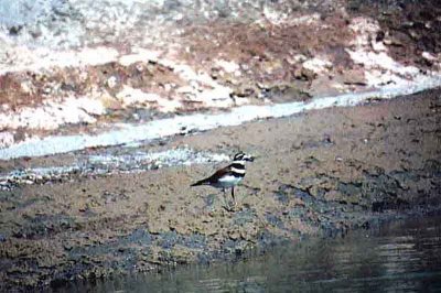  KILLDEER . LAKE CAHUILLA . LA QUINTA . CALIFORNIA . USA . 1 / 3 / 2000