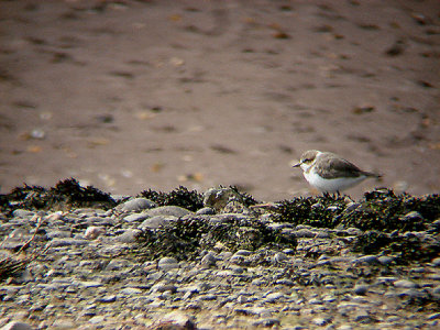 KENTISH PLOVER . DAWLISH WARREN . DEVON . 23 . 4 . 2010