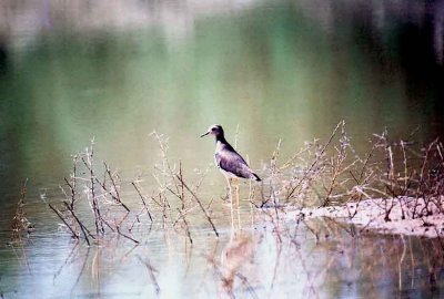 White-Tailed Plover . Vanellus leucurus