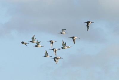 BLACK TAILED GODWIT . EXMINSTER MARSH . DEVON . 16 . 10 . 2013