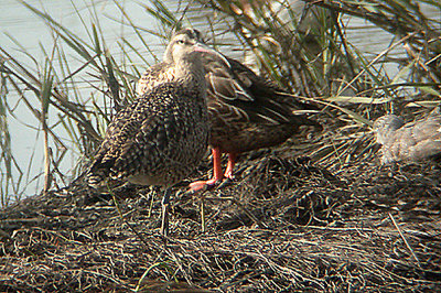 HUDSONIAN WHIMBREL , THE SAN DIEGO RIVER , CALIFORNIA , USA . 17 , 11 , 2004