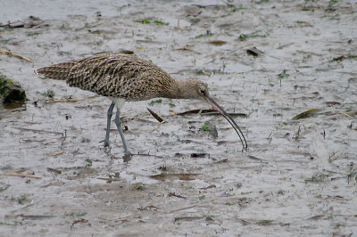 CURLEW . THE HALE ESTUARY . CORNWALL . 8 . 10 . 2013
