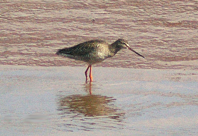 SPOTTED REDSHANK ( Juvenile ) . THE CLYST ESTUARY . TOPSHAM . DEVON . ENGLAND . 26 . 8 . 2013
