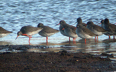  REDSHANK . BOWLING GREEN MARSH . TOPSHAM DEVON . 29 / 1 / 2003