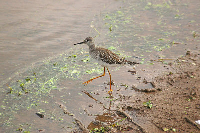 LESSER YELLOWLEGS . TREWS WEIR . EXETER . DEVON . 14 . 9 . 2013
