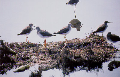 GREATER YELLOWLEGS , THE SAN DIEGO RIVER , CALIFORNIA , USA . 17 , 11 , 2004
