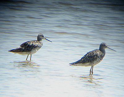 GREATER YELLOWLEGS . THE SALTON SEA . CALIFORNIA . USA . 19 . 7 . 2009