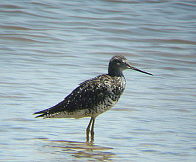 GREATER YELLOWLEGS . THE WISTER UNIT . THE SALTON SEA . CALIFORNIA . USA . 19 . 7 . 2009