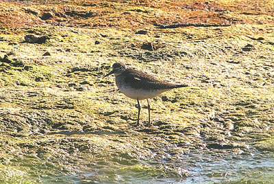 SOLITARY SANDPIPER , BLACKHOLE MARSH , DEVON , 11 , 10 , 2010