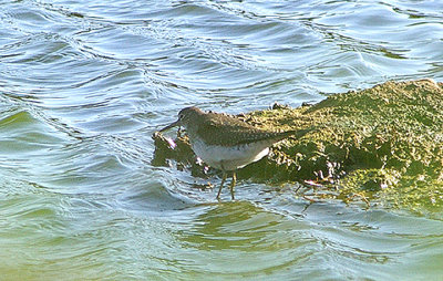 SOLITARY SANDPIPER . BLACKHOLE MARSH . DEVON . 11 . 10 . 2010 