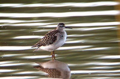 WOOD SANDPIPER . COUNTESS WEAR . EXETER . DEVON 5 / 8 / 2002