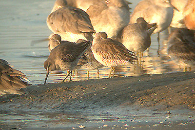 SHORT BILLED DOWITCHER , MISSION BAY , SAN DIEGO , CALIFORNIA , USA . 17 , 11 , 2004