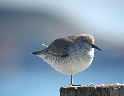 RED KNOT . DAWLISH WARREN . DEVON . 29 . 3 . 2009