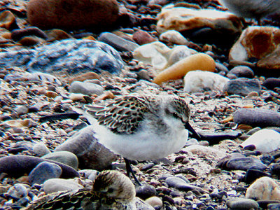 SEMIPALMATED SANDPIPER , DAWLISH WARREN , DEVON , 3 , 9 , 2008