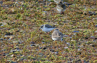 SEMIPALMATED SANDPIPER . DAWLISH WARREN . DEVON . 23 . 8 . 2010