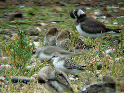 SEMIPALMATED SANDPIPER . DAWLISH WARREN . DEVON . 29 . 8 . 2008