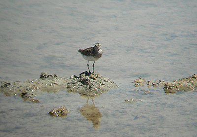 WESTERN SANDPIPER . THE SALTON SEA . CALIFORNIA .  USA . 19 . 7 . 2009
