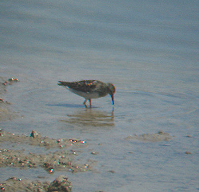 WESTERN SANDPIPER . THE SALTON SEA . CALIFORNIA . USA . 19 . 7 . 2009