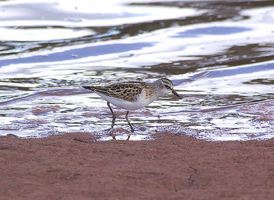 LITTLE STINT . THE OTTER ESTUARY . DEVON . 17 . 9 . 2010