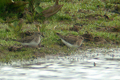 Temminck`s Stint . Calidris temminckii