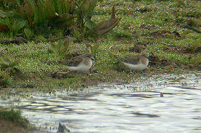 TEMMINCKS STINT . BOWLING GREEN MARSH .  TOPSHAM . DEVON 16 / 5 / 2003