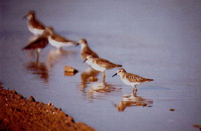 LEAST SANDPIPER , THE SALTON SEA , CALIFORNIA , USA . 27 , 11 , 2004