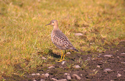 BUFF BREASTED SANDPIPER . DAVIDSTOW AIRPORT . CORNWALL . 4 . 10 . 2012