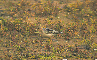 BUFF BREASTED SANDPIPER . DAWLISH WARREN . DEVON . 10 . 9 . 2011