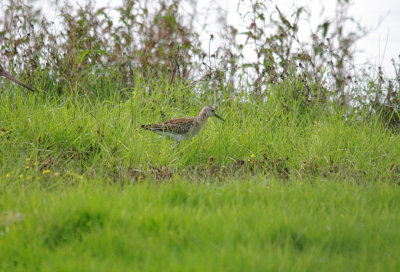 RUFF . EXMINSTER MARSH . DEVON . 17 . 10 . 2013