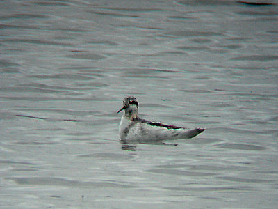 RED NECKED PHALAROPE , WESTON SUPER MARE SW , SOMERSET , 25 , 8 , 2008