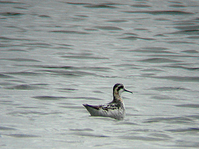 RED NECKED PHALAROPE . WESTON SUPER MARE . SOMERSET . 25 . 8 . 2008