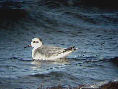 GREY PHALAROPE , NORTHAM BURROWS , DEVON , 23 , 1 , 2009